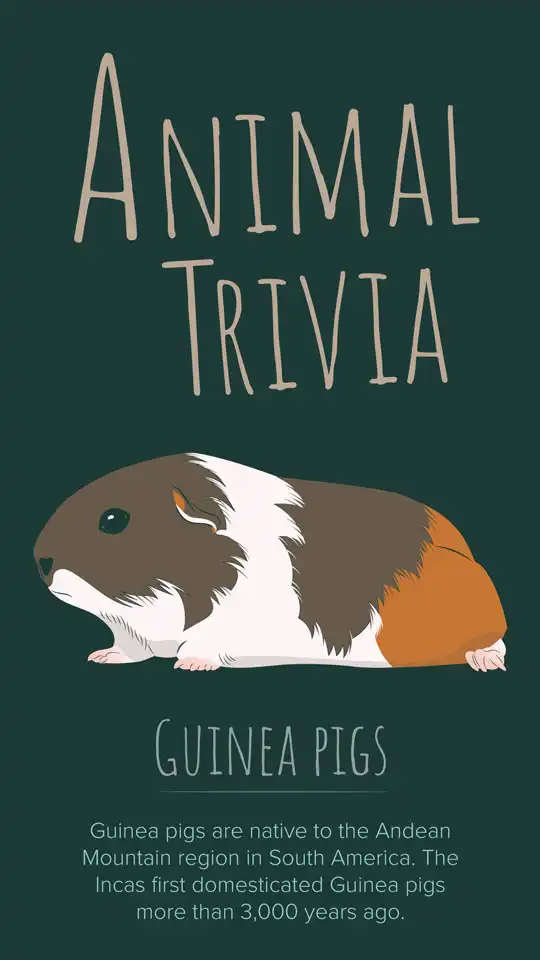 Animal Trivia  Guinea Pig