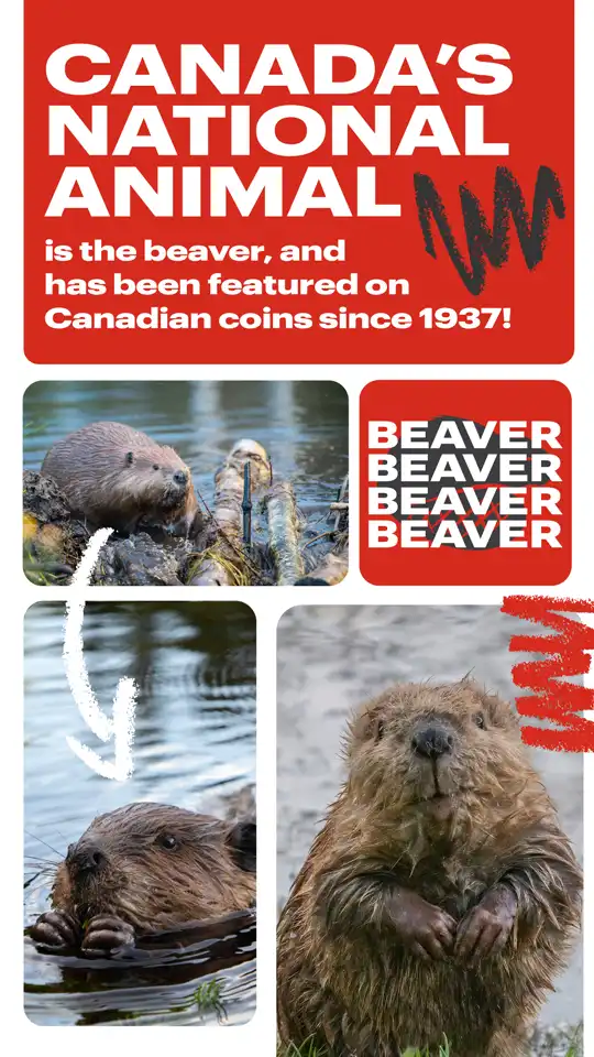 Canadian Trivia  Beaver
