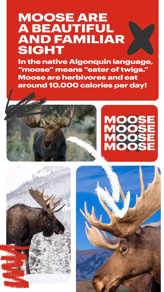 Canadian Trivia  Moose