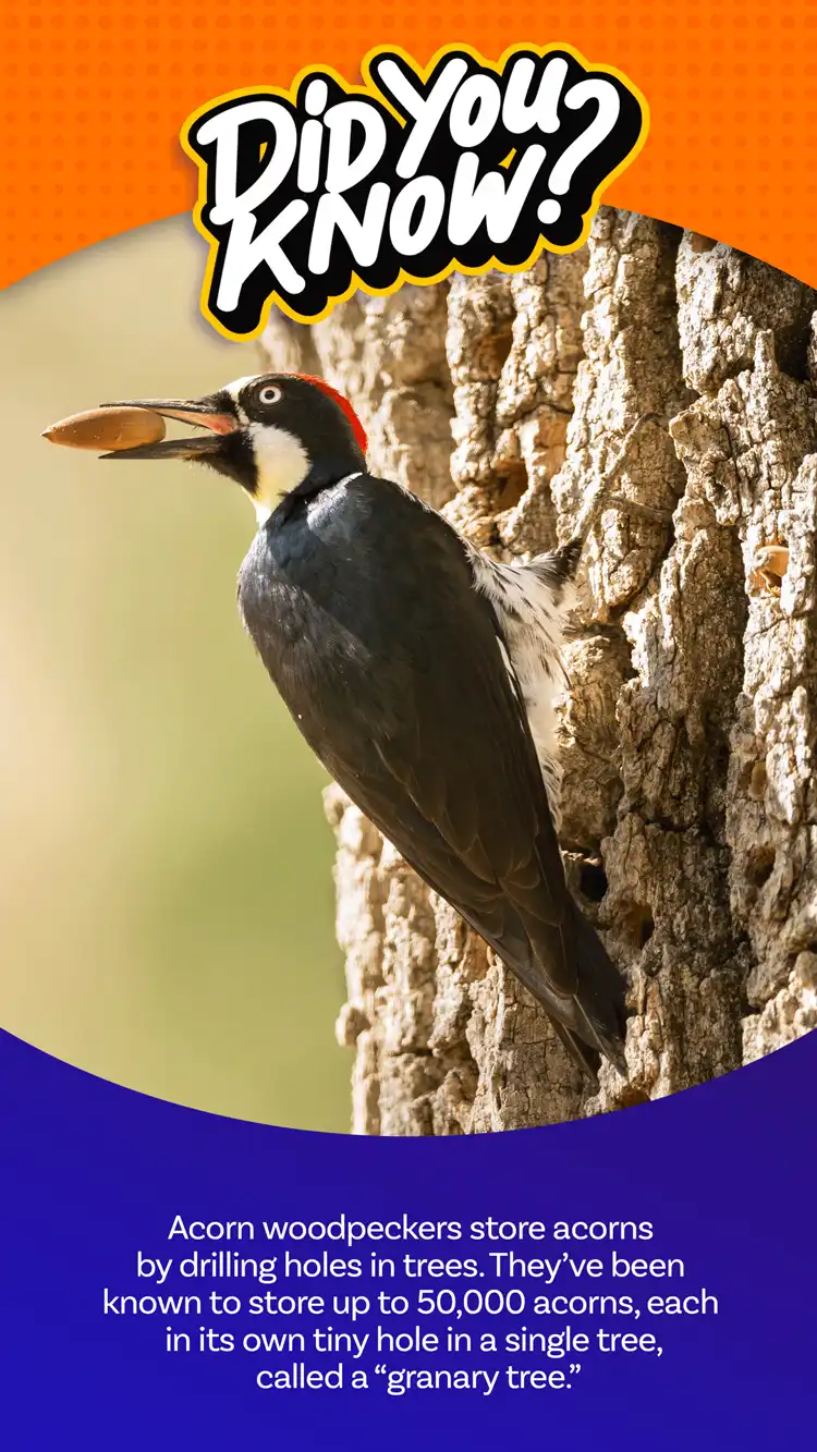 DYK  Acorn Woodpecker