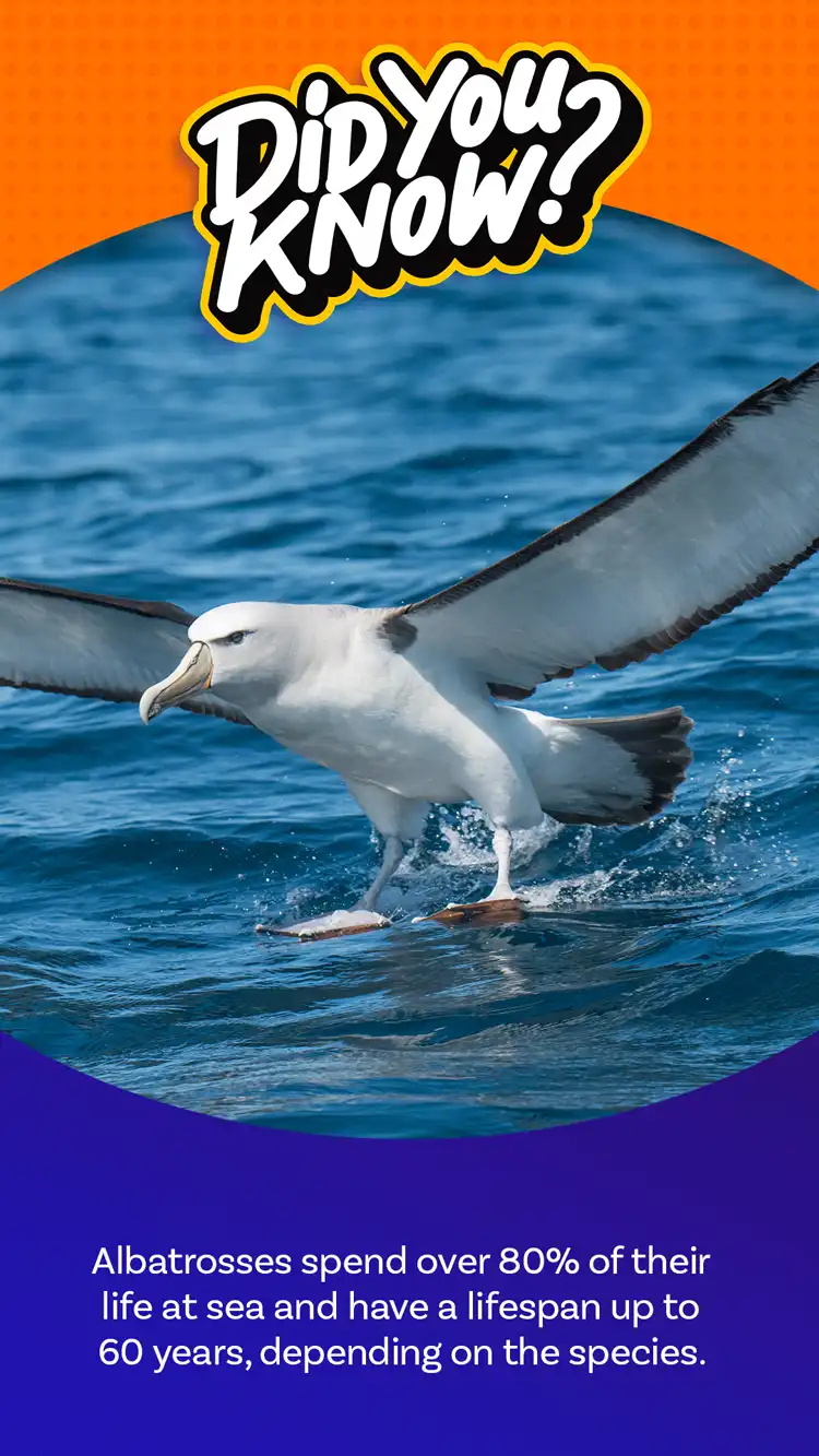 DYK  Albatross