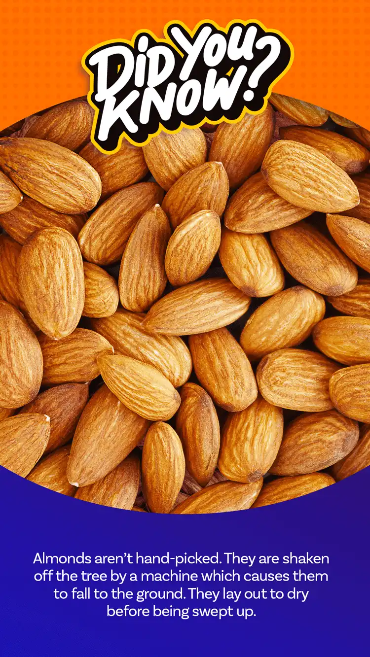 DYK  Almonds