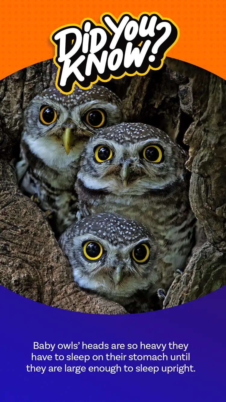 DYK  Baby Owls
