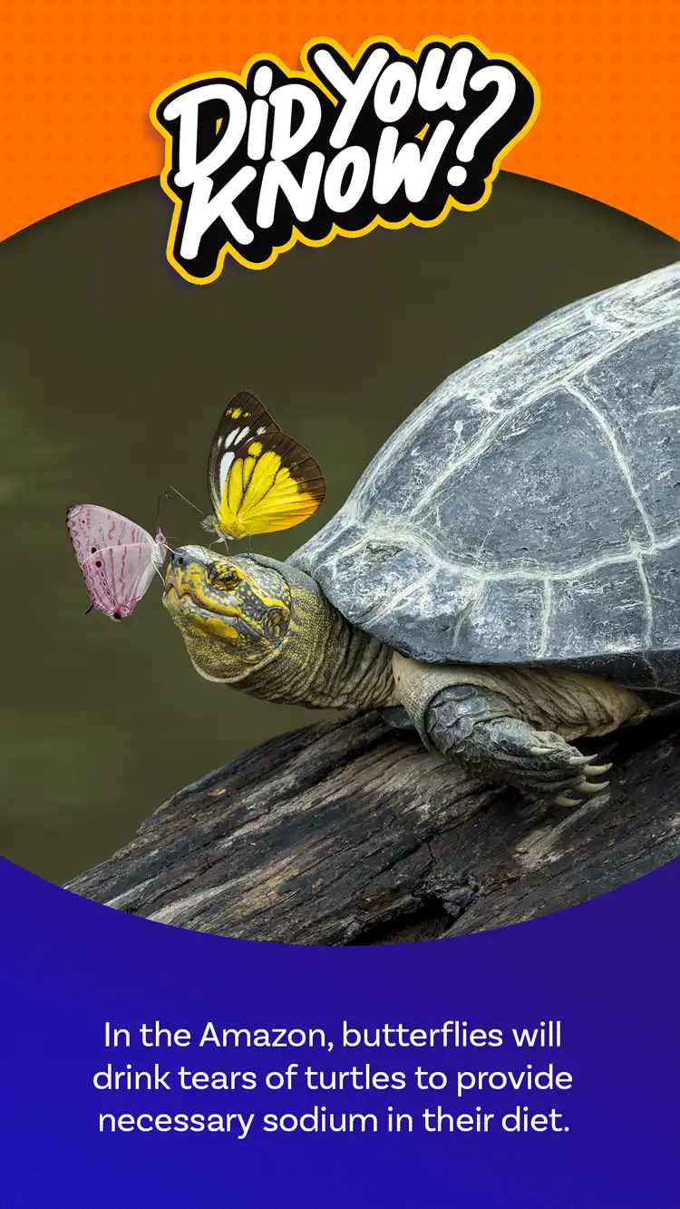 DYK  Butterfly Tears