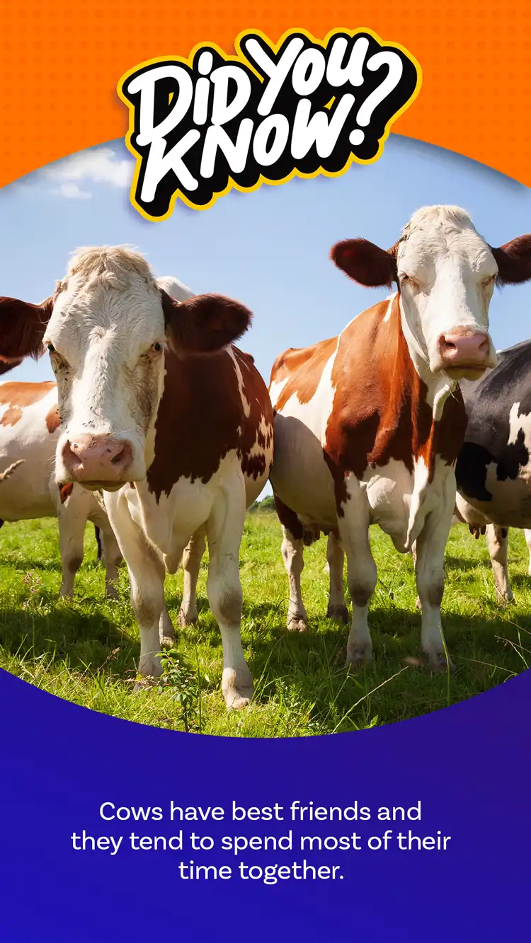DYK  Cow Friends