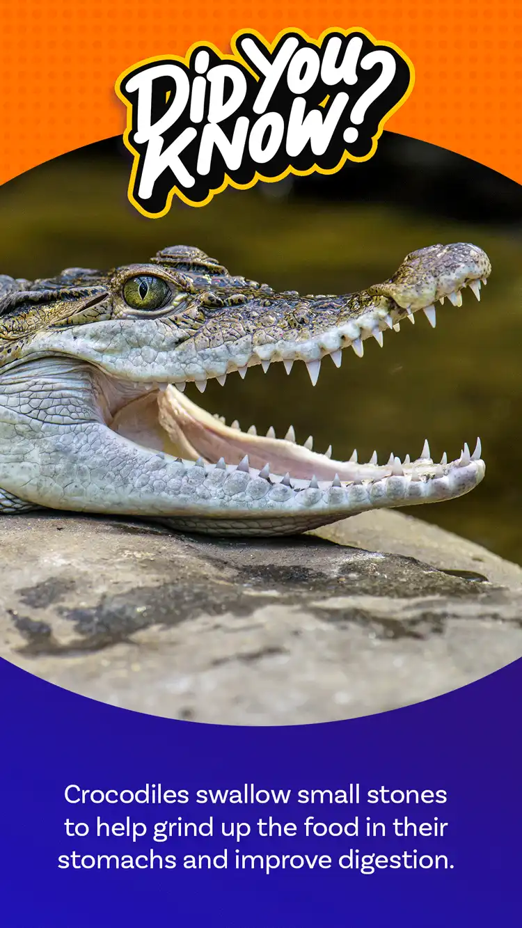 DYK  Crocodile Rocks