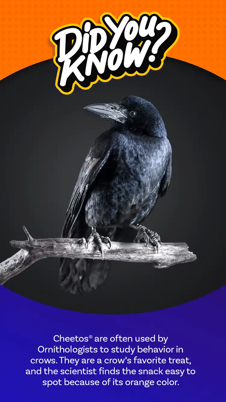 DYK  Crow Cheetos
