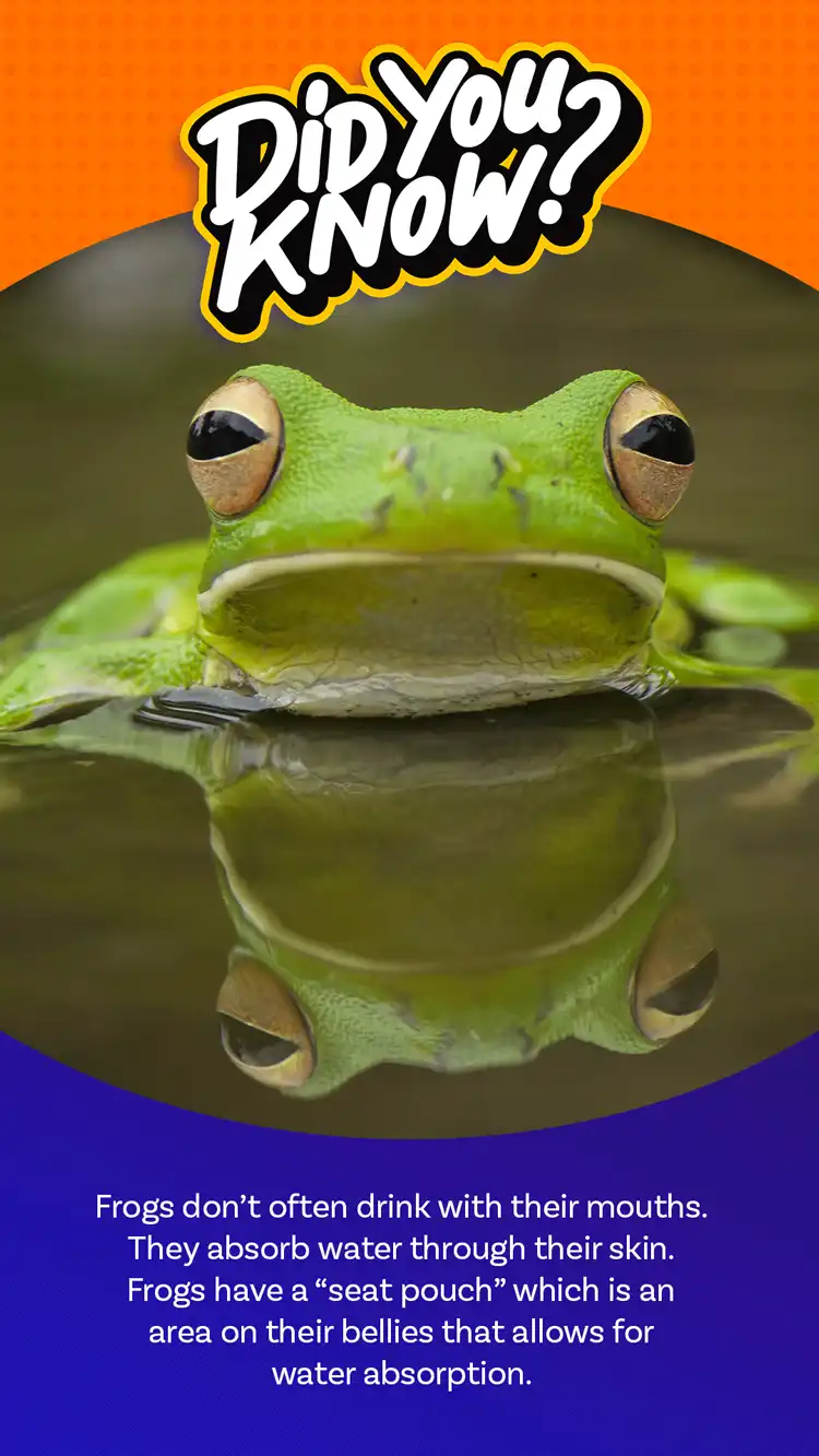 DYK  Frog Water