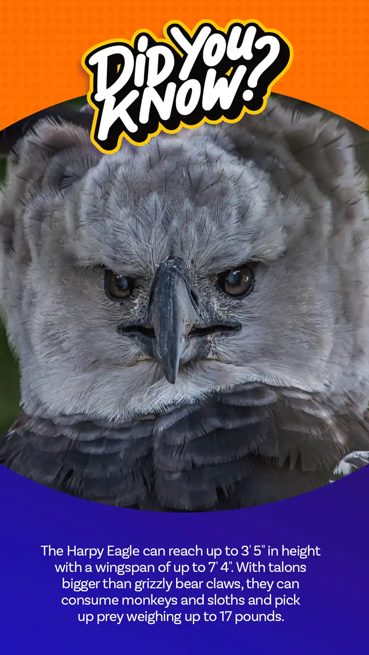 DYK  Harpy Eagle