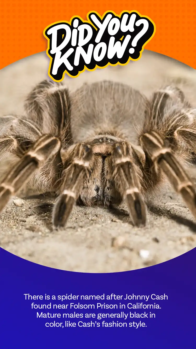 DYK  Johnny Cash Spider