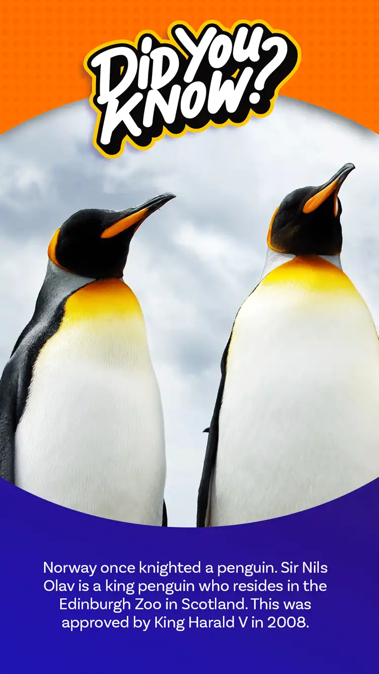 DYK  Knighted Penguin