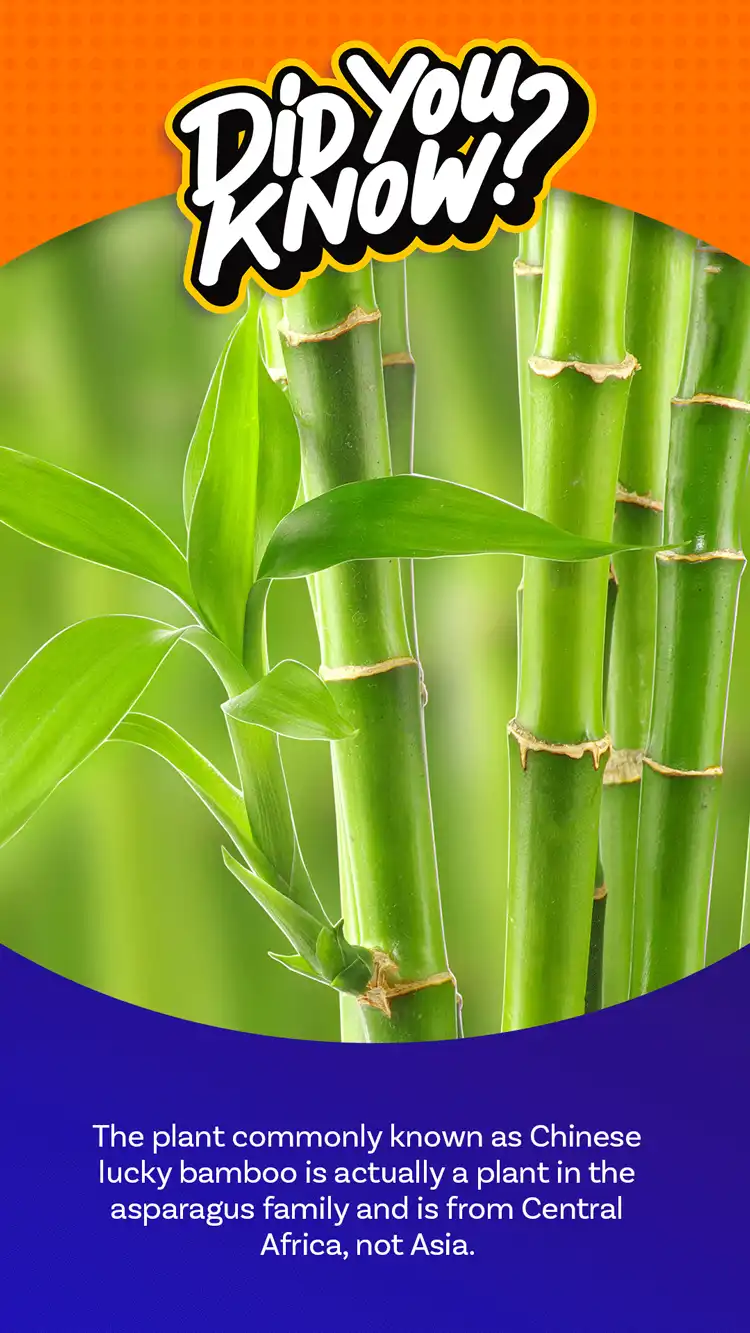 DYK  Lucky Bamboo