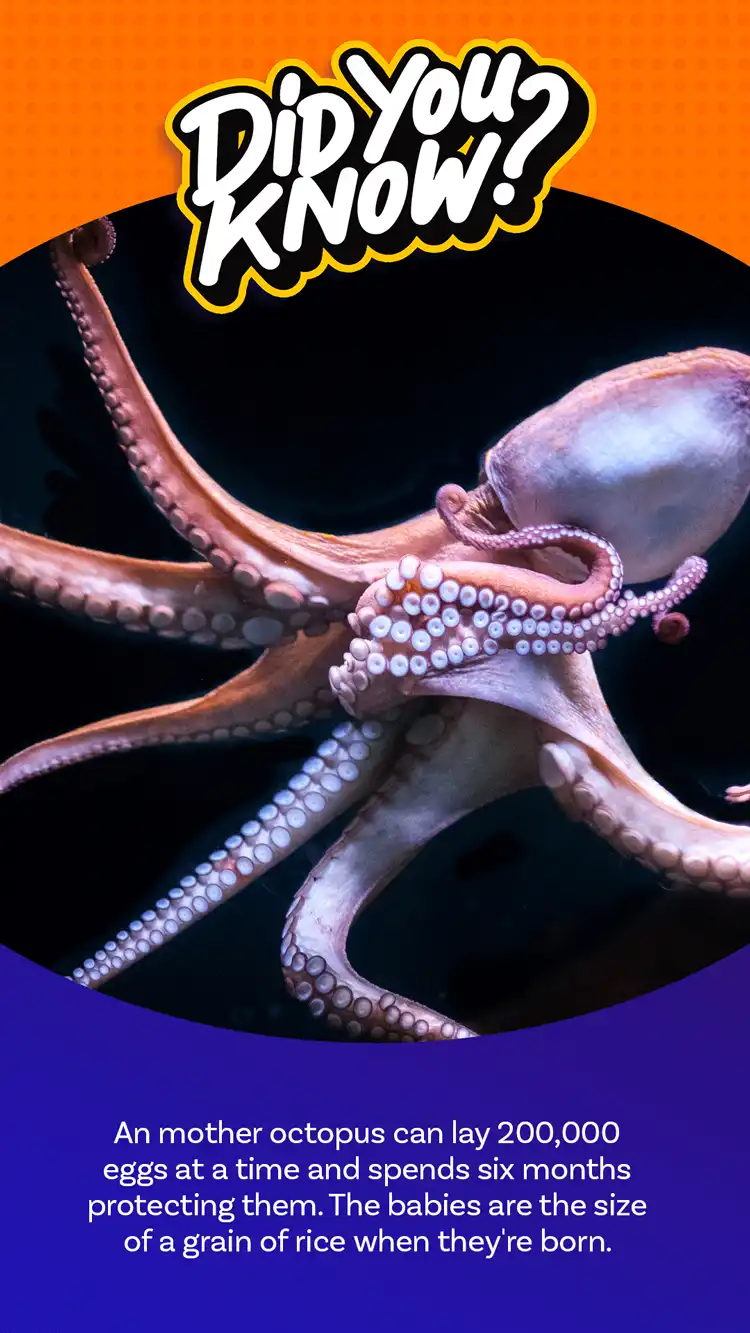 DYK  Octopus