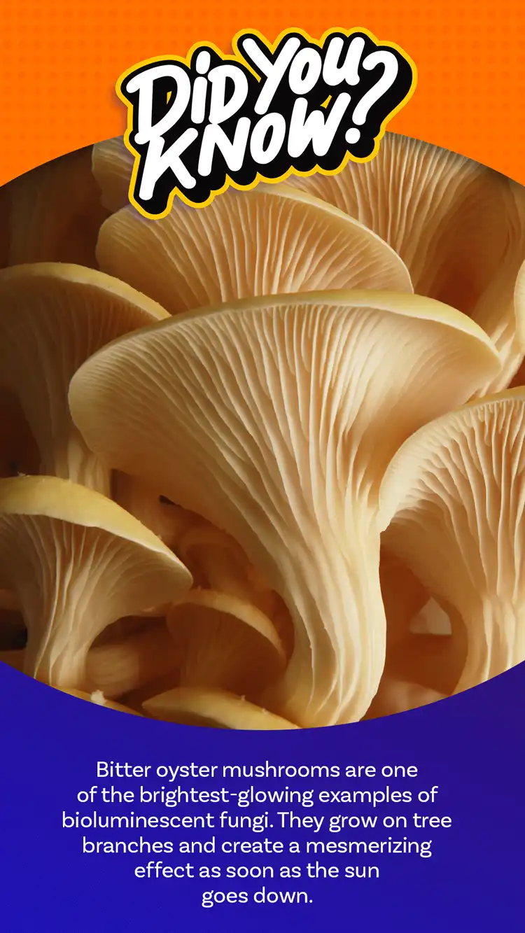 DYK  Oyster Mushroom