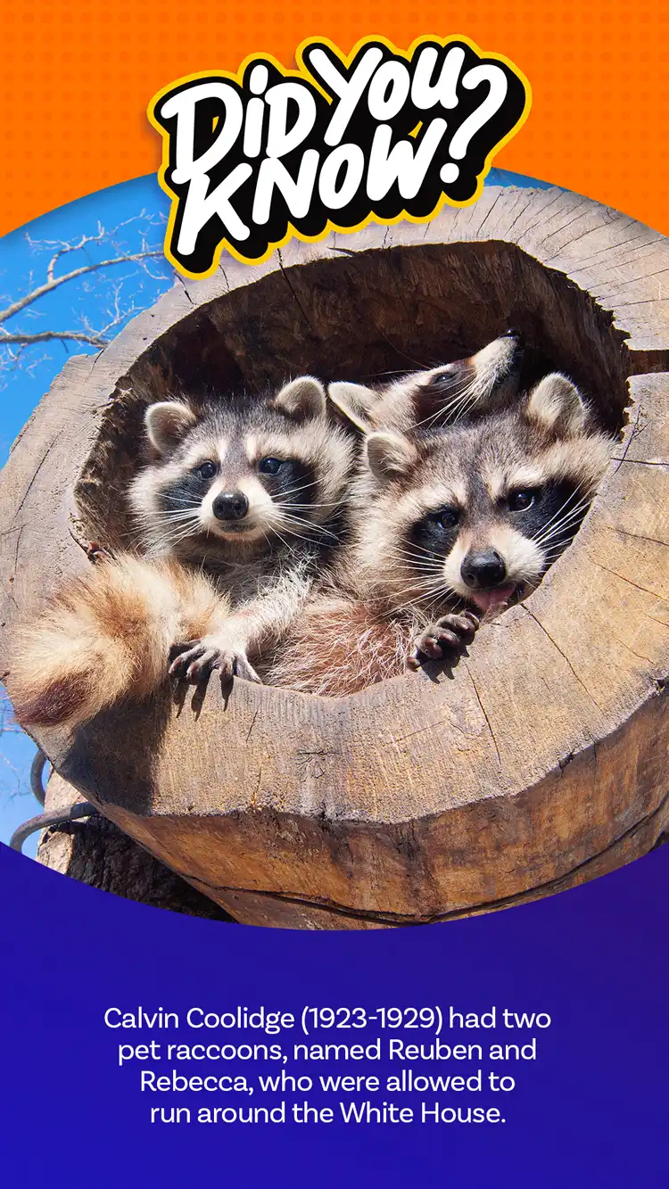 DYK  Racoons