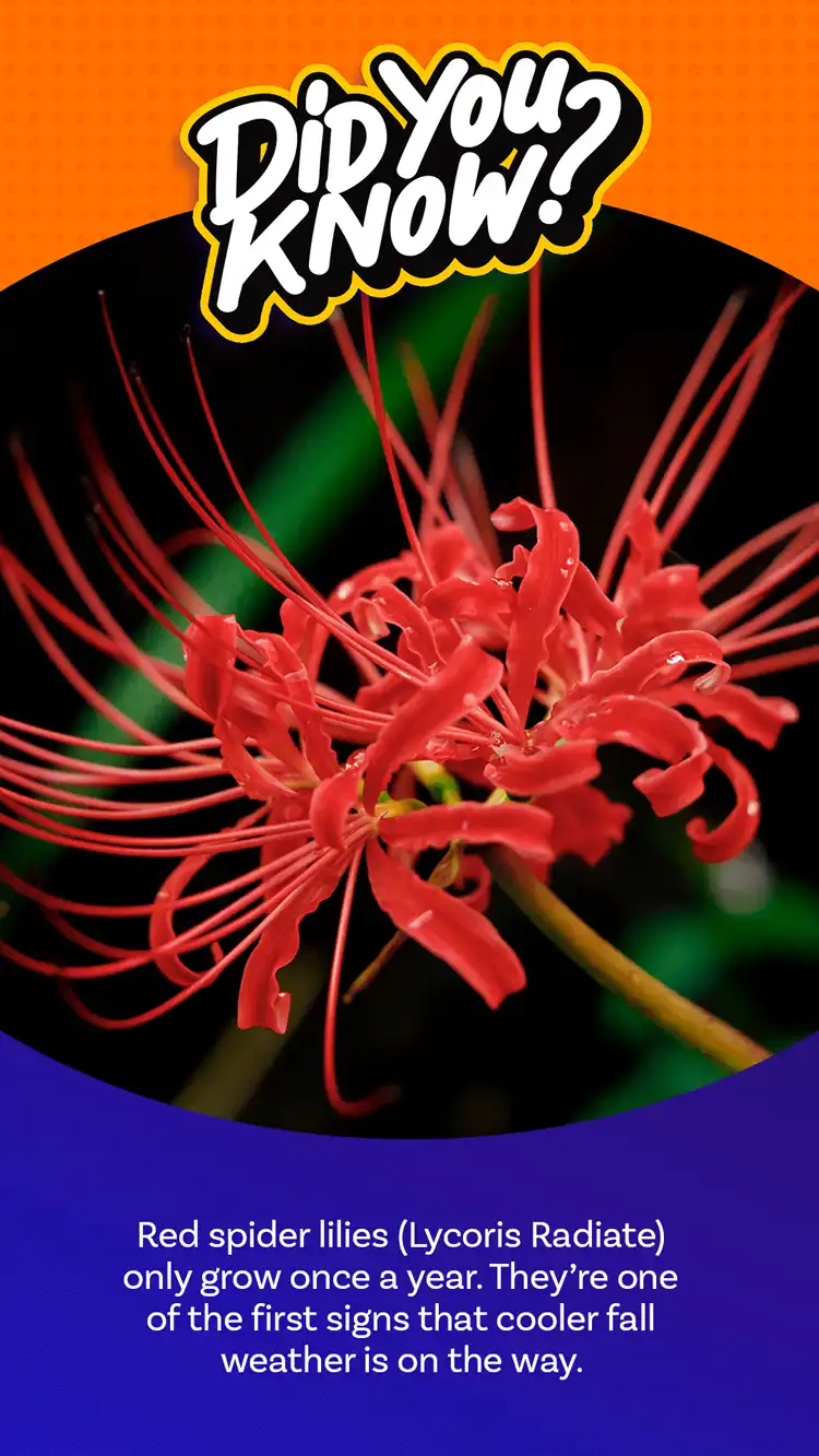 DYK  Spider Lily