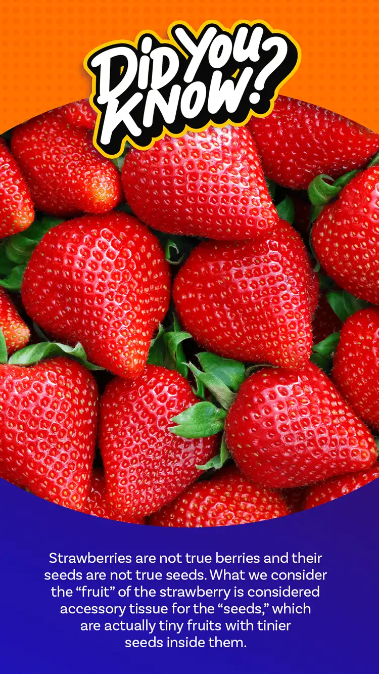 DYK  Strawberries