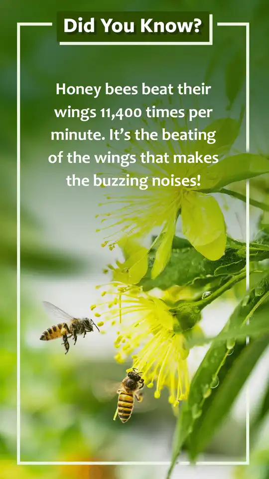 Did You Know  Bees