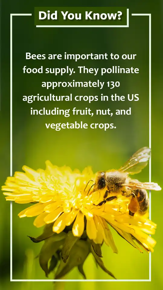Did You Know  Bees