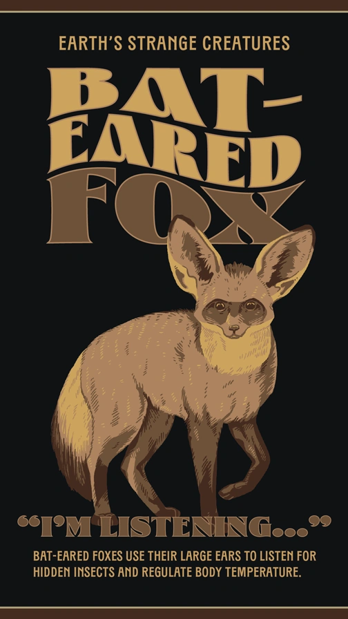 Earths Strange Creatures  Bat Eared Fox