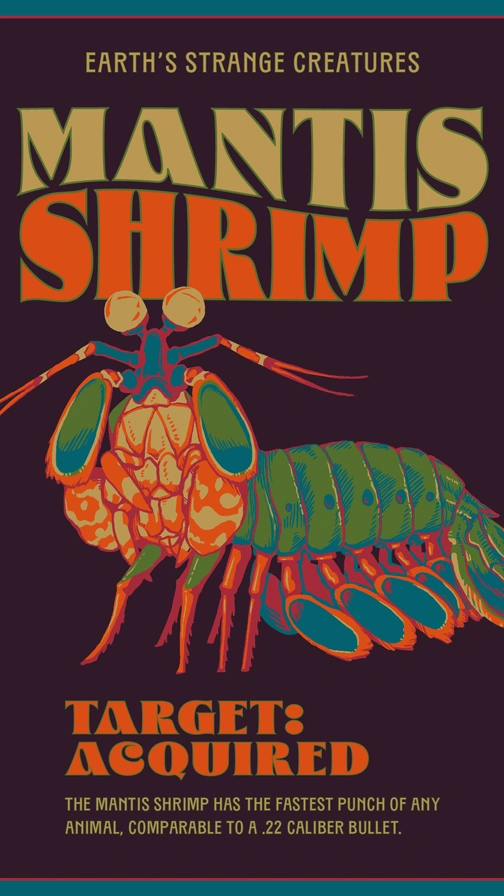 Earths Strange Creatures  Mantis Shrimp