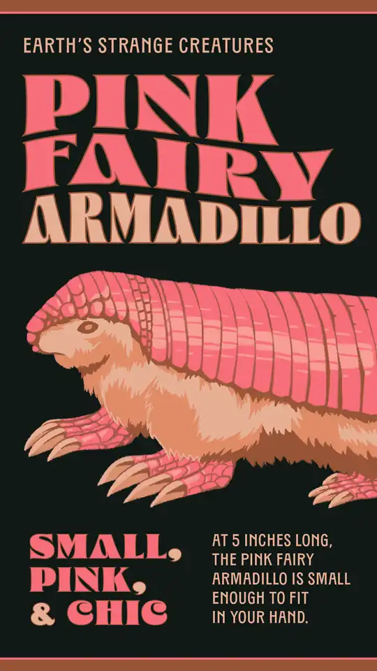 Earths Strange Creatures  Pink Fairy Armadillo