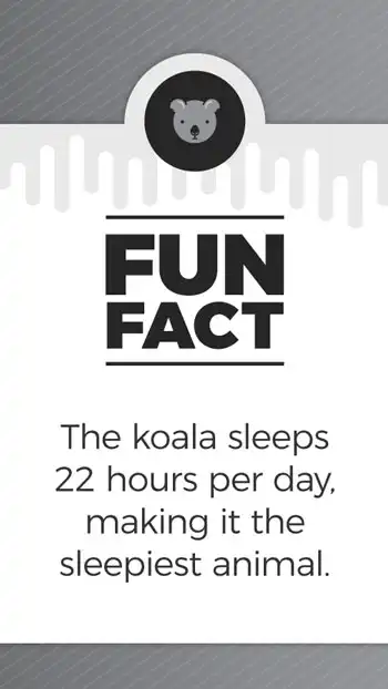 Fun Facts  Koalas