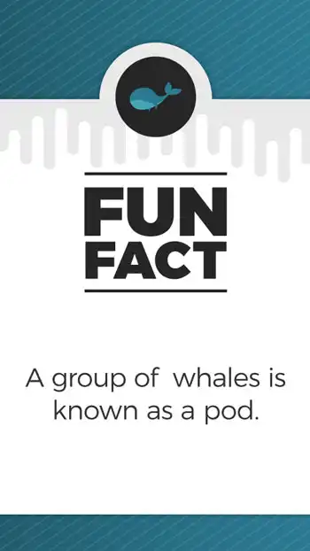 Fun Facts  Whales