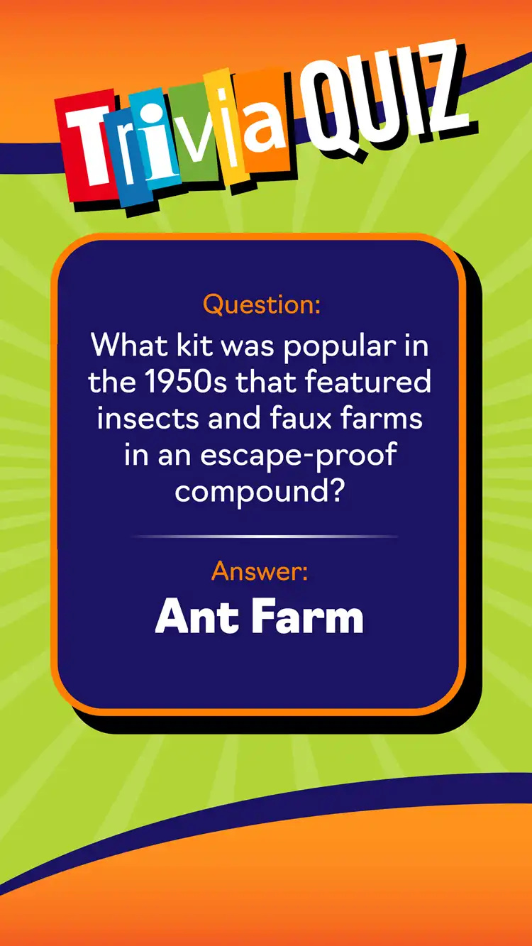 Trivia Quiz  Ant Farm