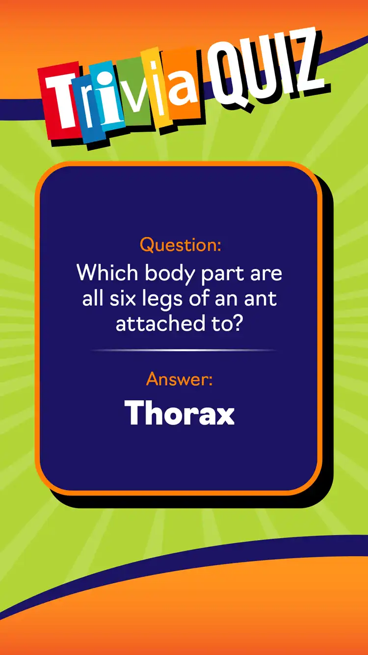 Trivia Quiz  Ant Thorax