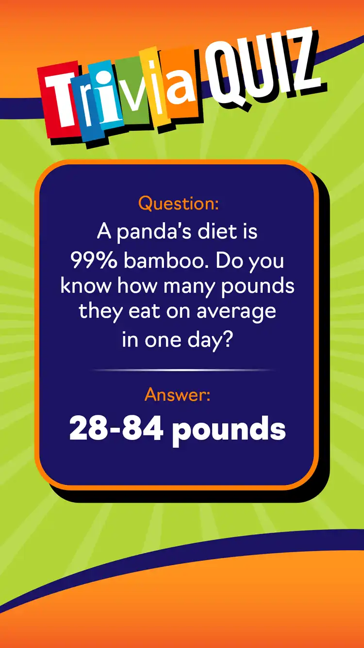 Trivia Quiz  Panda Diet
