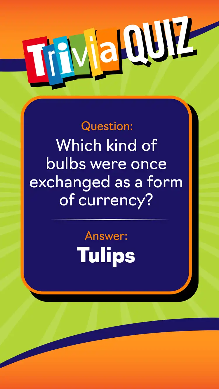 Trivia Quiz  Tulips