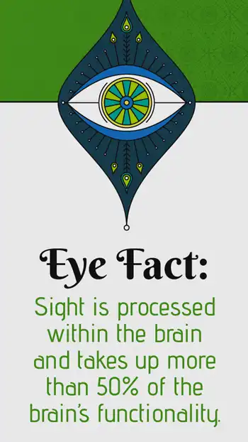 Ophthalmology  Eye Fact  Brain Function