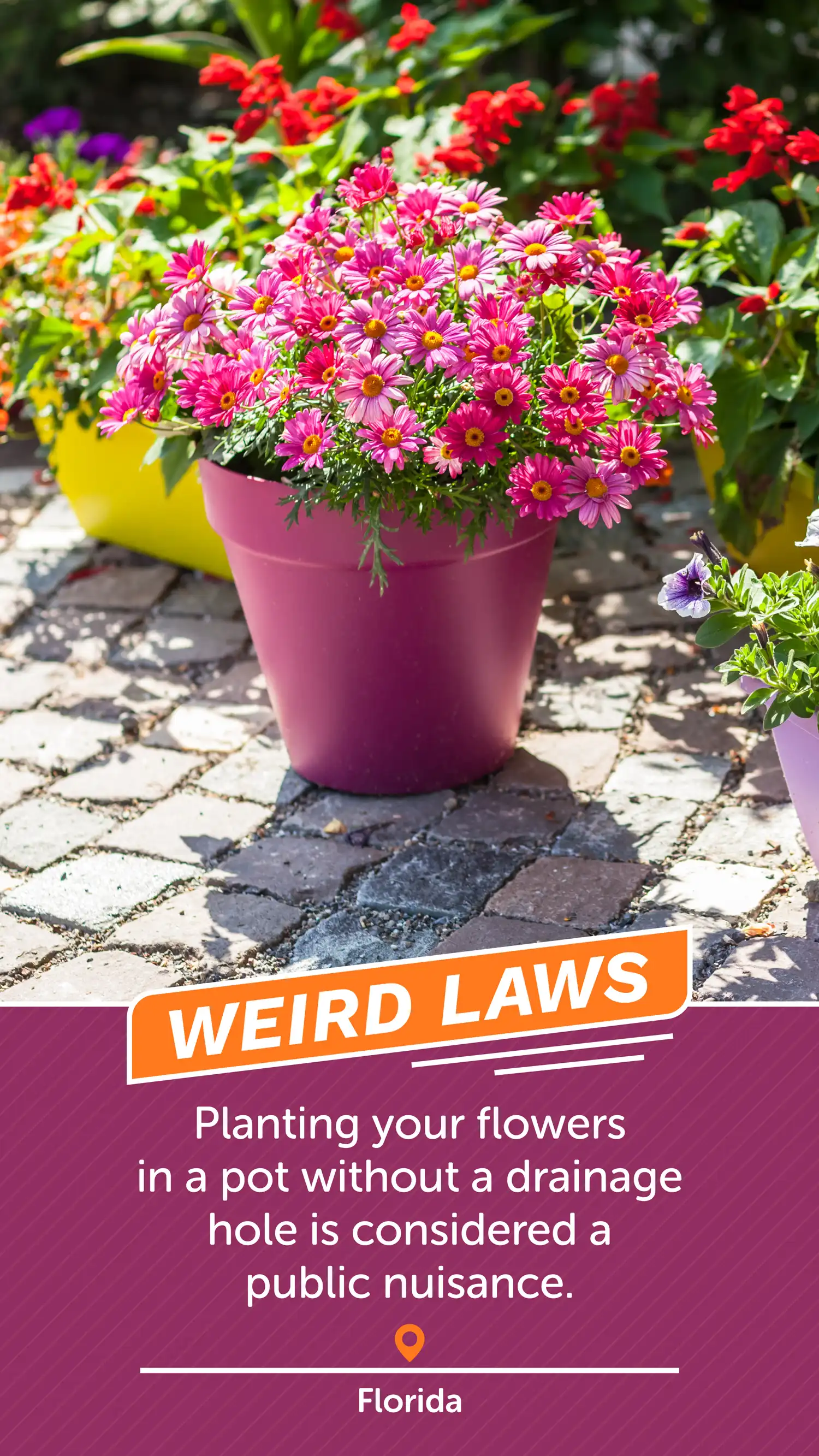 Weird Laws FL Flowers