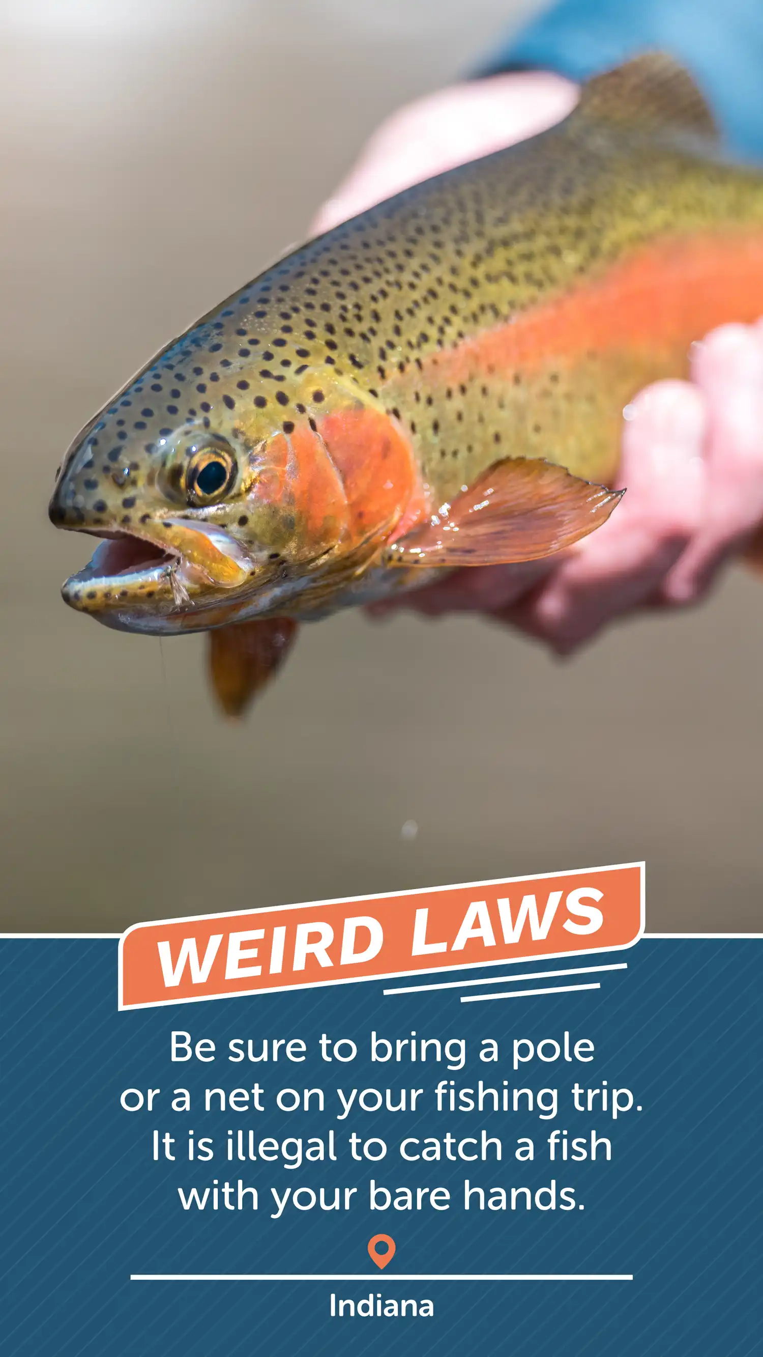 Weird Laws IN Fish