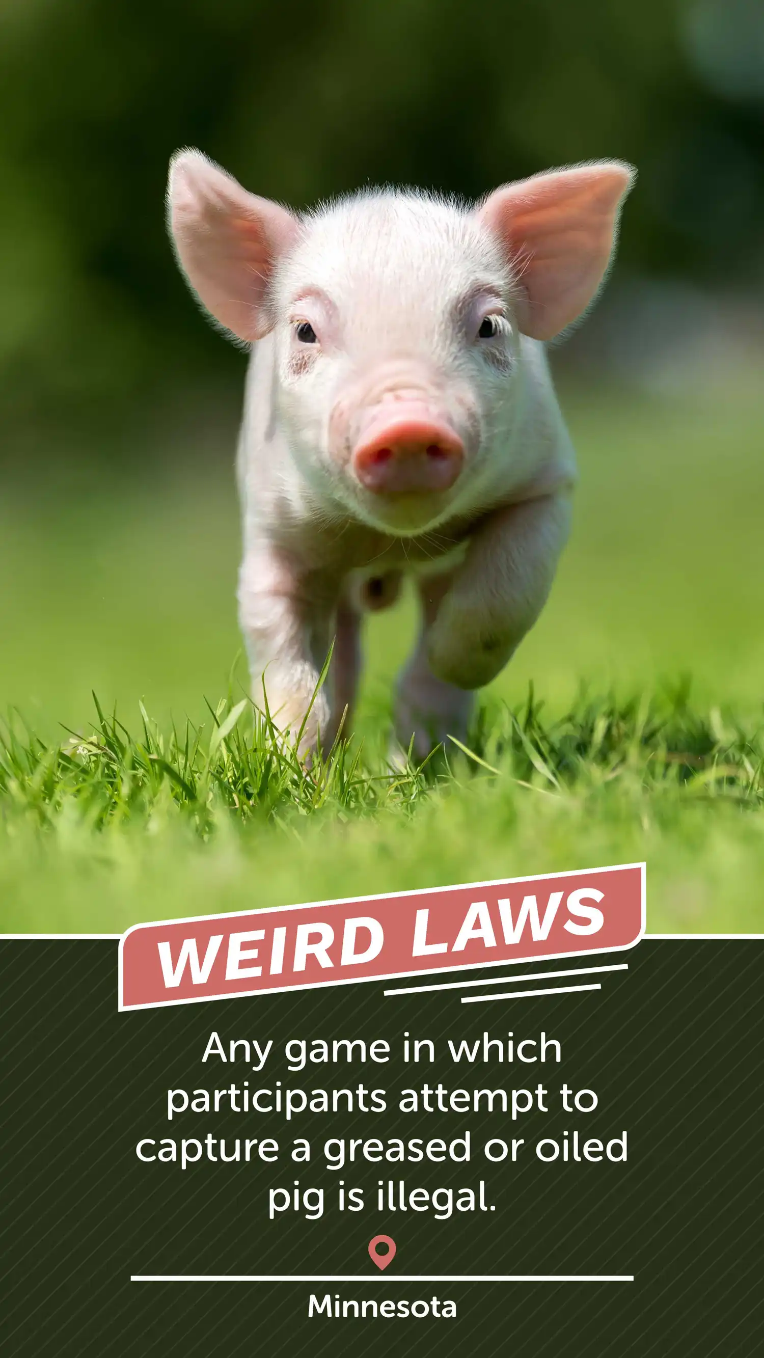 Weird Laws MN Pigs