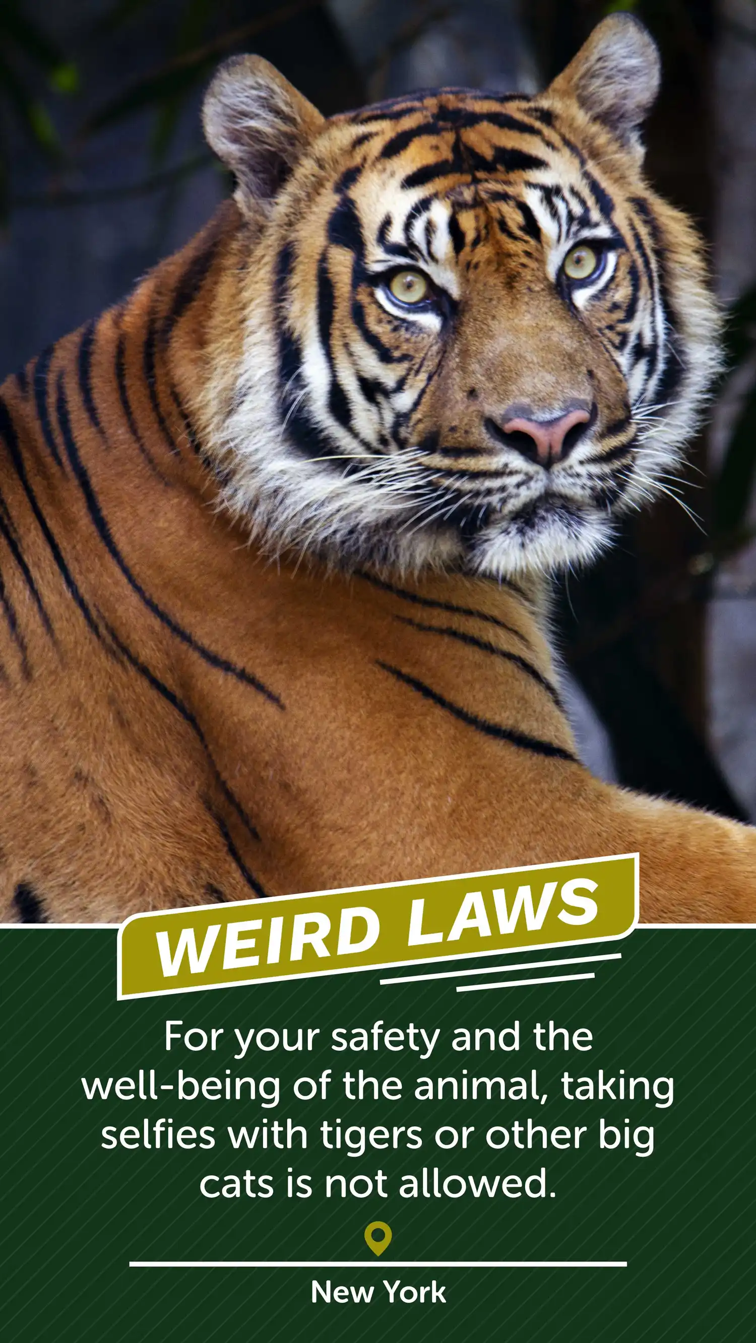 Weird Laws NY Tigers