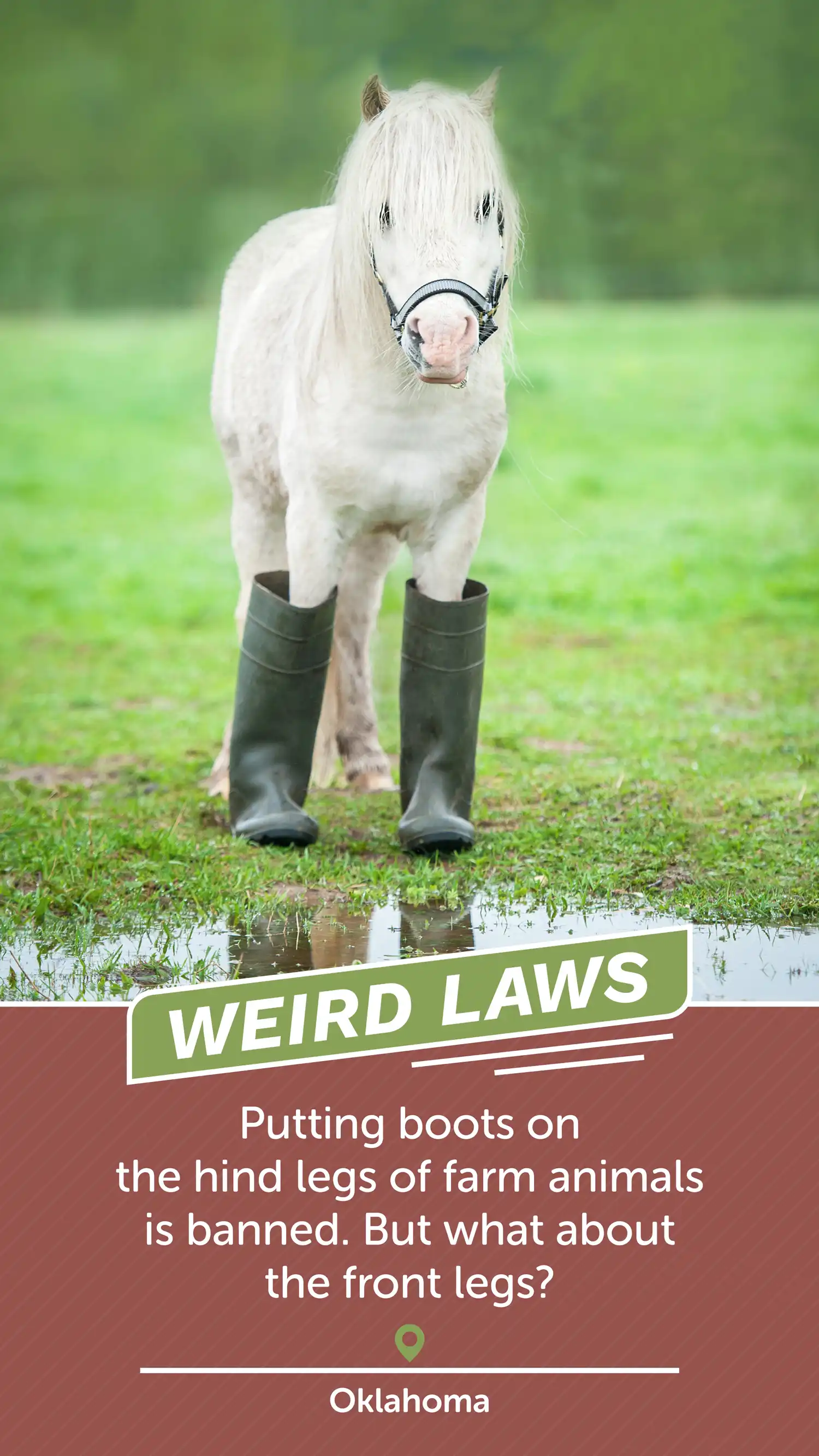 Weird Laws OK Animal Boots