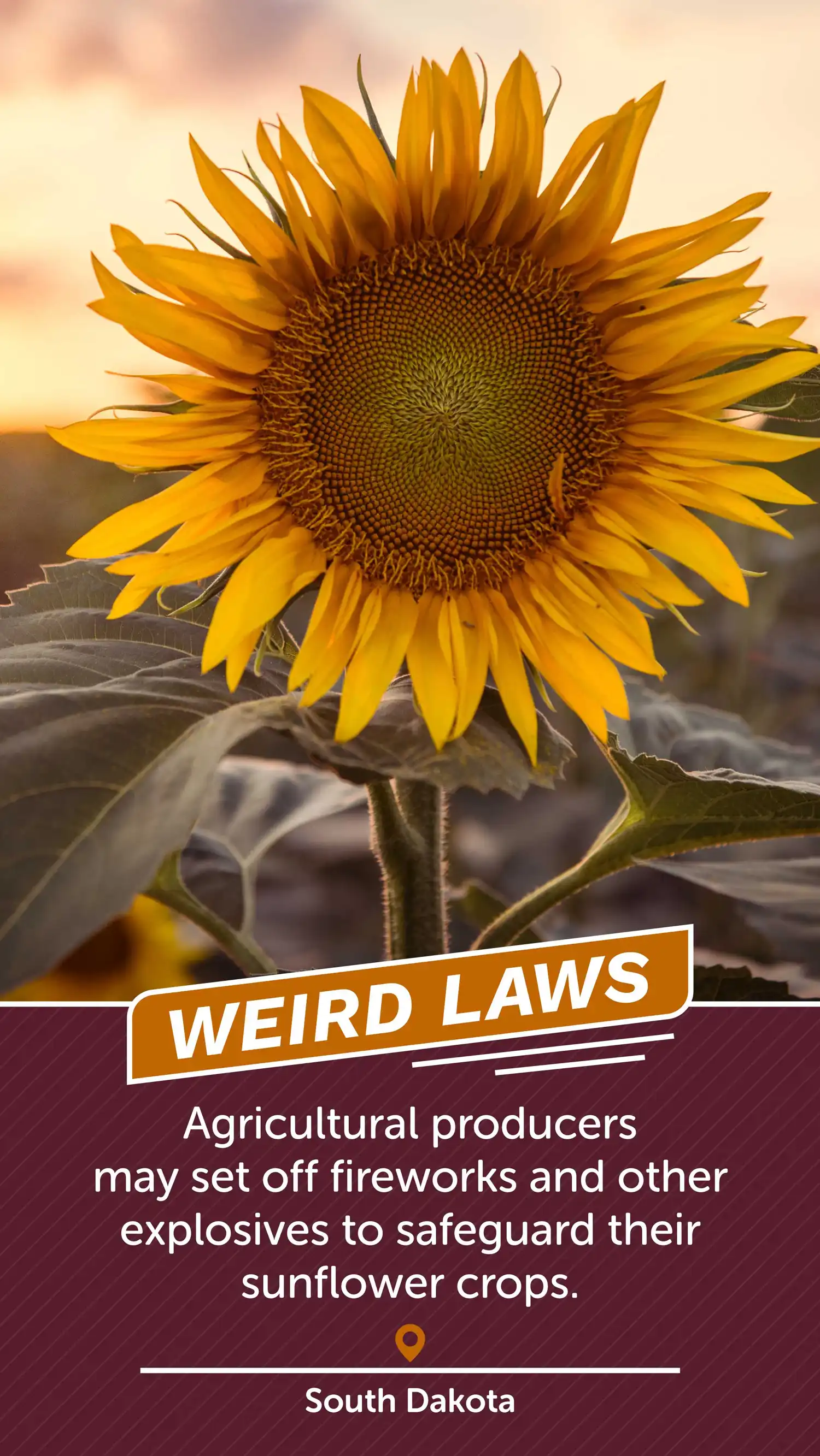 Weird Laws SD Sunflowers