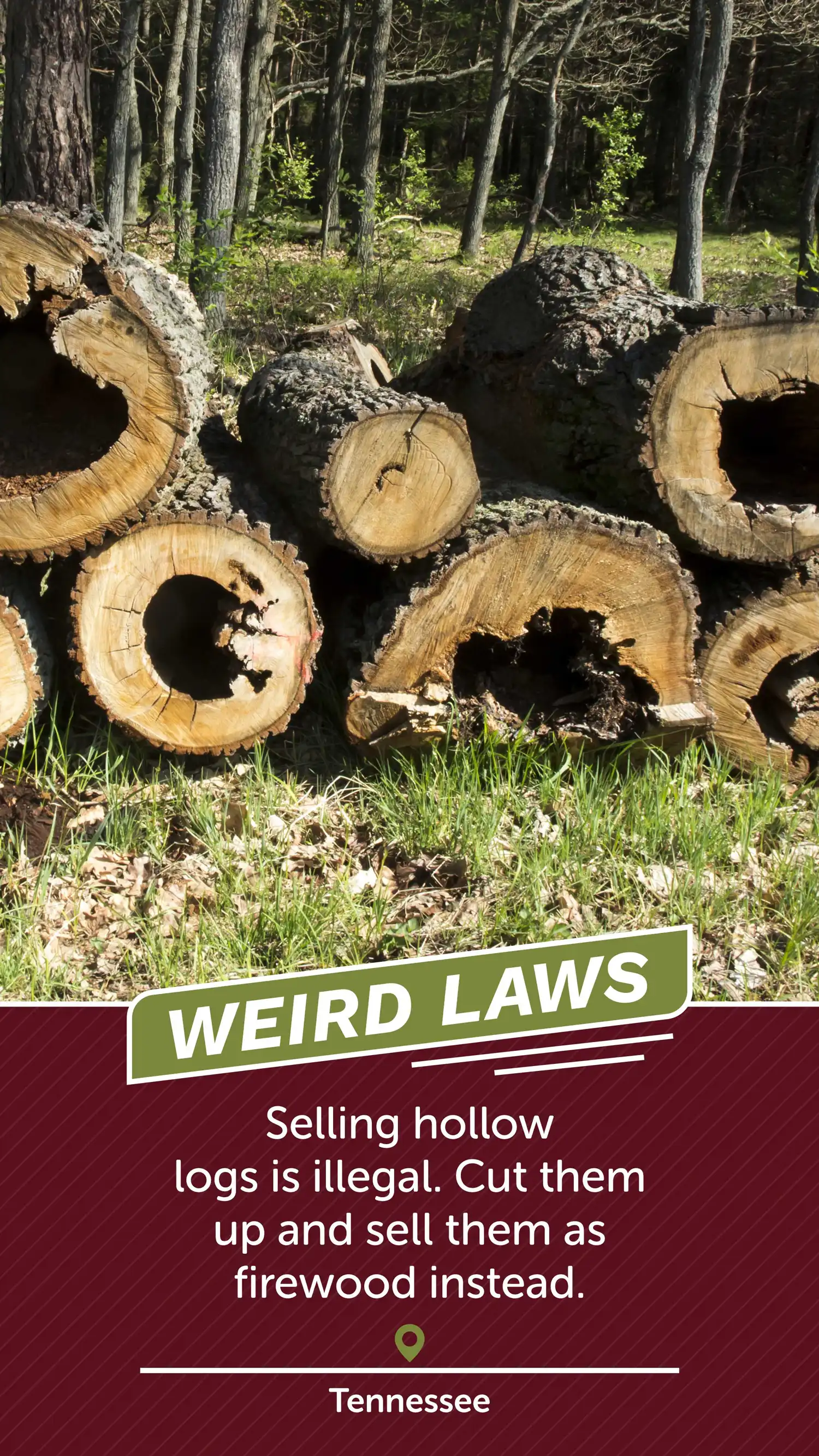 Weird Laws TN Hollow Log
