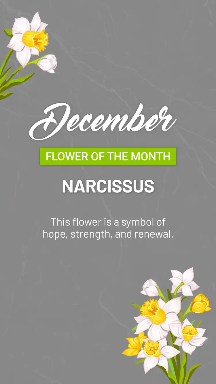 Flower Of The Month  December