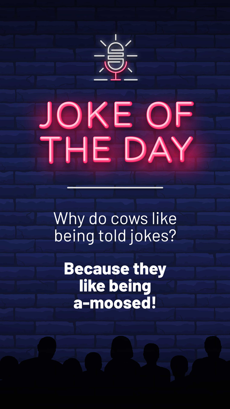 Jokes  Cows
