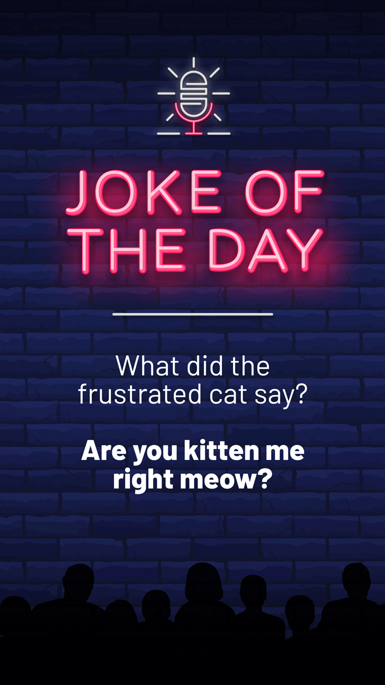 Jokes  Frustrated Cat