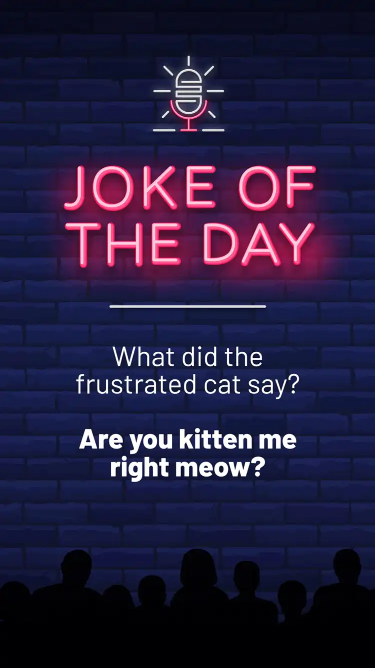 Jokes  Frustrated Cat