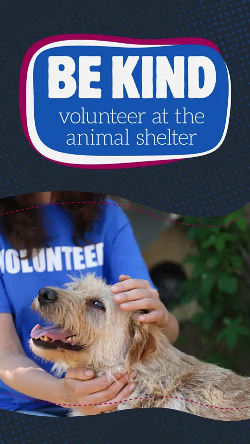 Animal Shelter