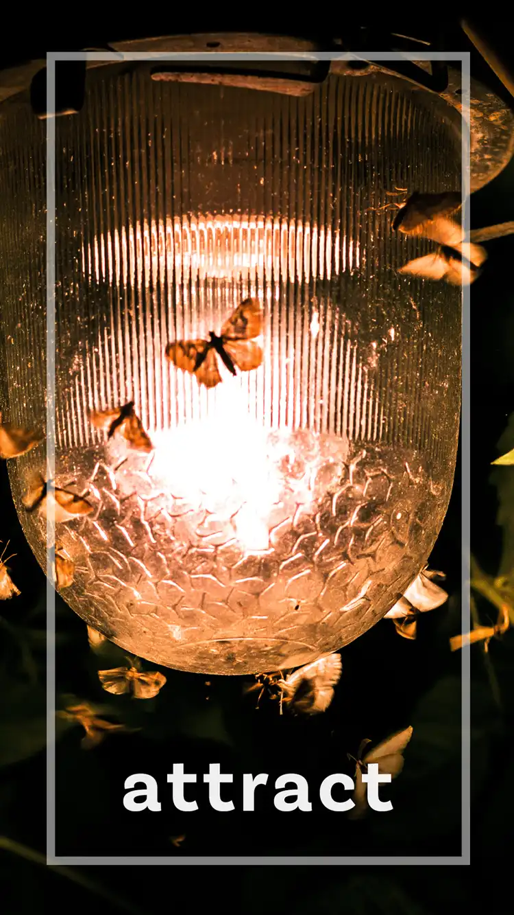 One Word Impact  Attract