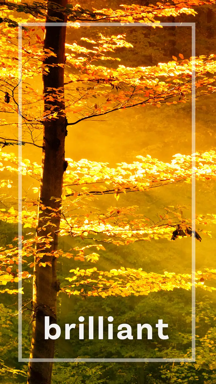 One Word Impact  Brilliant