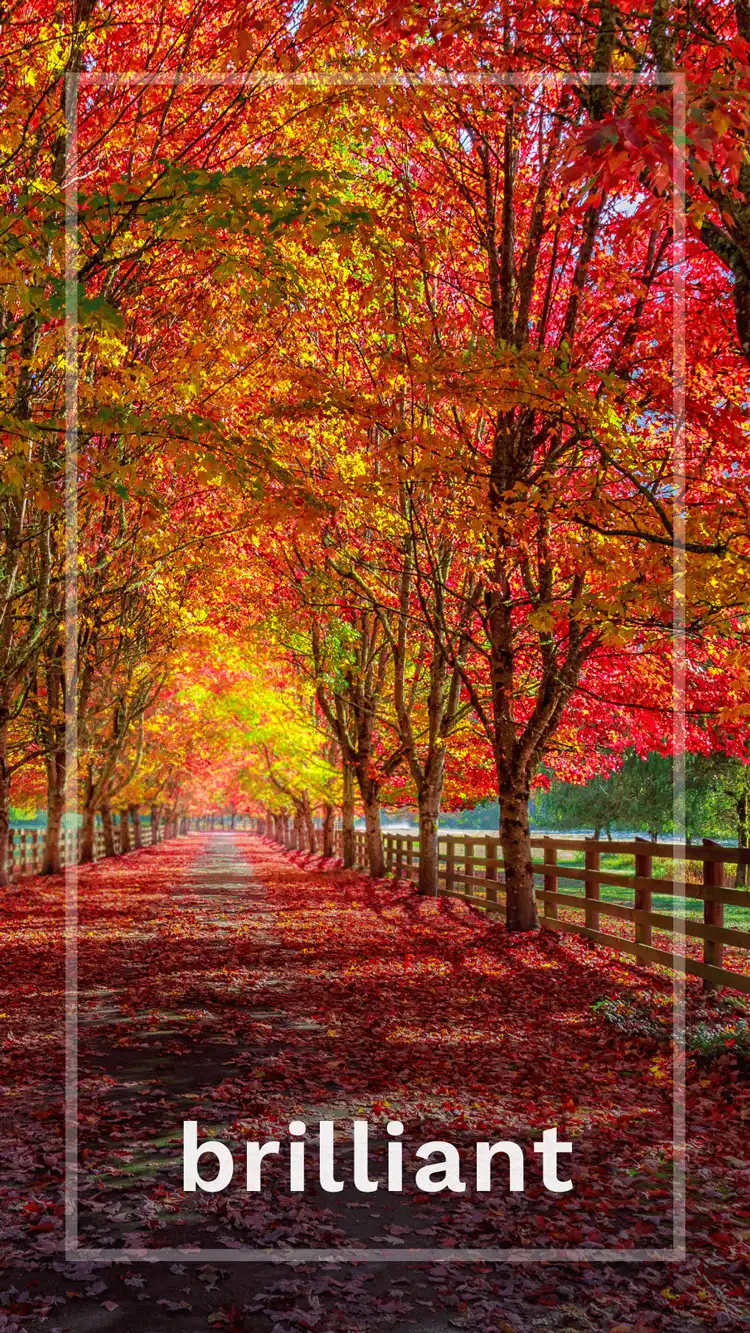 One Word Impact  Brilliant