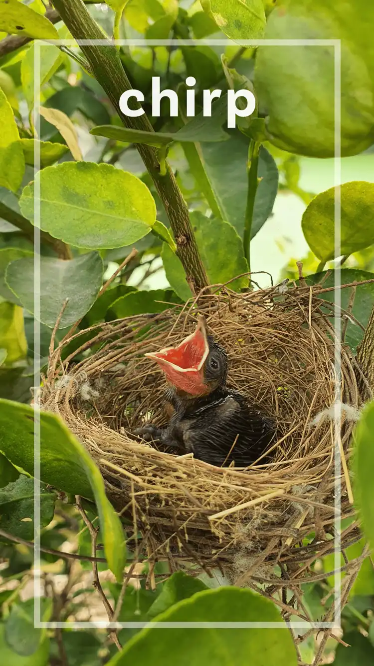 One Word Impact  Chirp