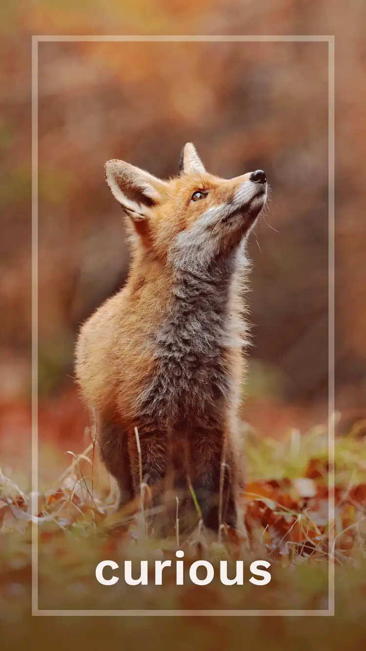 One Word Impact  Curious